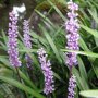 Liriope muscari